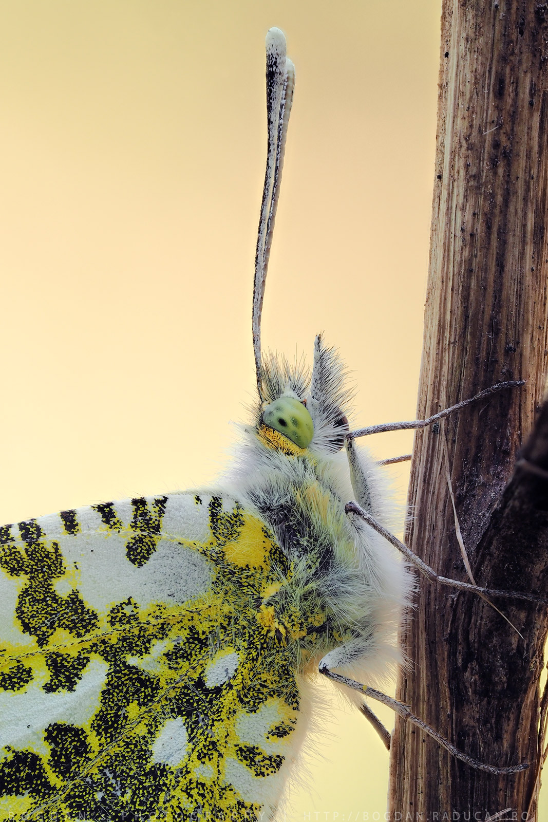 Anthocharis Cardamines